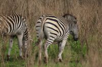 124 Zebras im Hluhluwe Nationalpark
