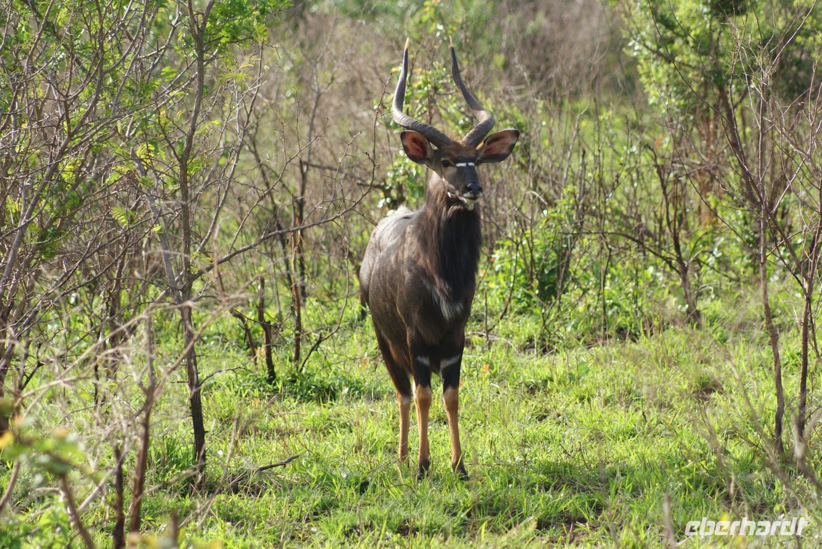 125 Nyala  im Hluhluwe Nationalpark