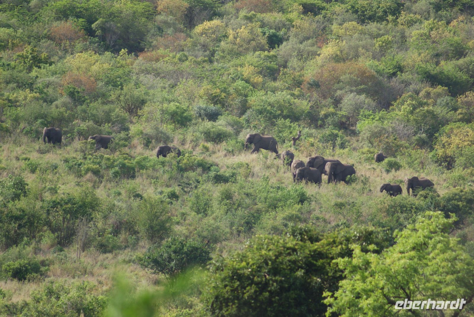 126 Elefanten im Hluhluwe Nationalpark