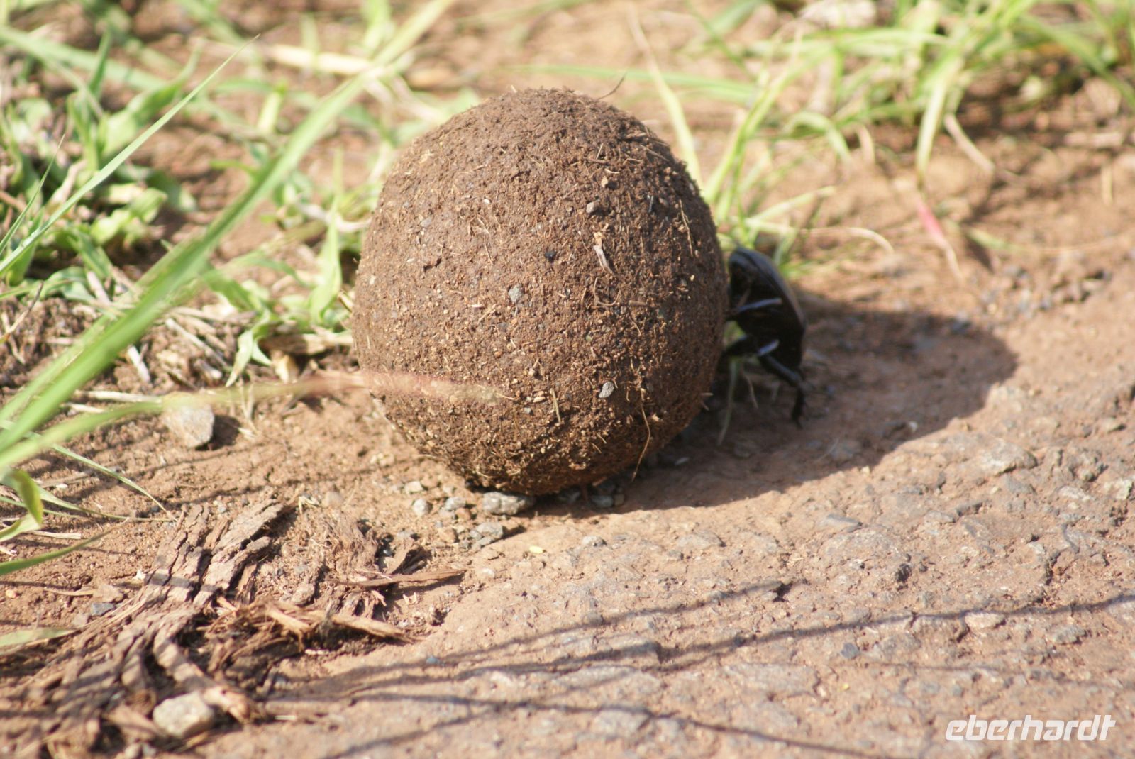 127 Mistkäfer im Hluhluwe Nationalpark