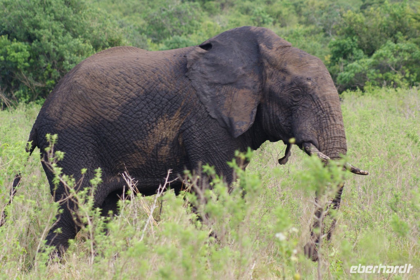 129 Elefanten im Hluhluwe Nationalpark
