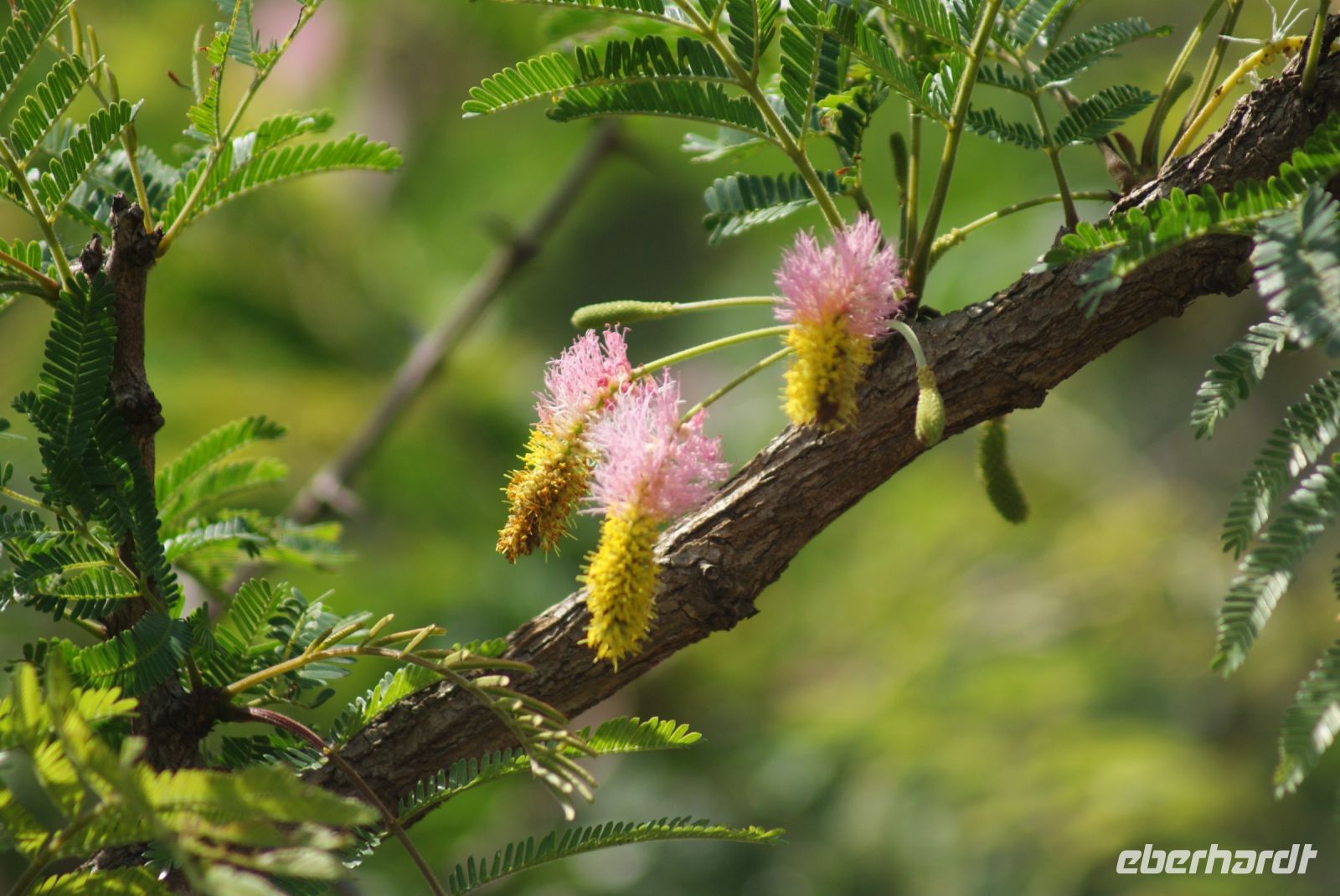 130  im Hluhluwe Nationalpark9