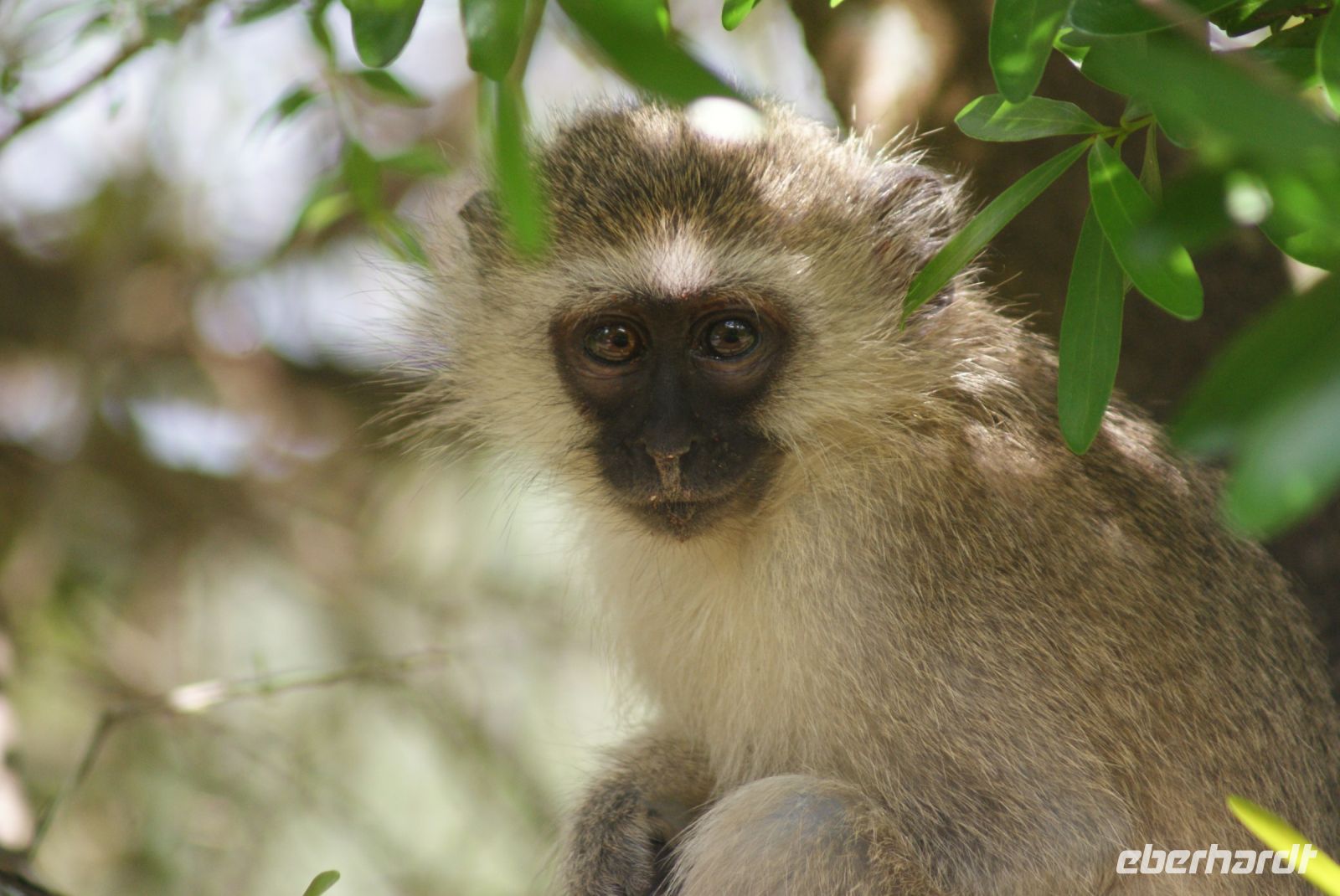 132 grüne Meerkatzen