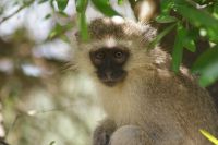 132 grüne Meerkatzen