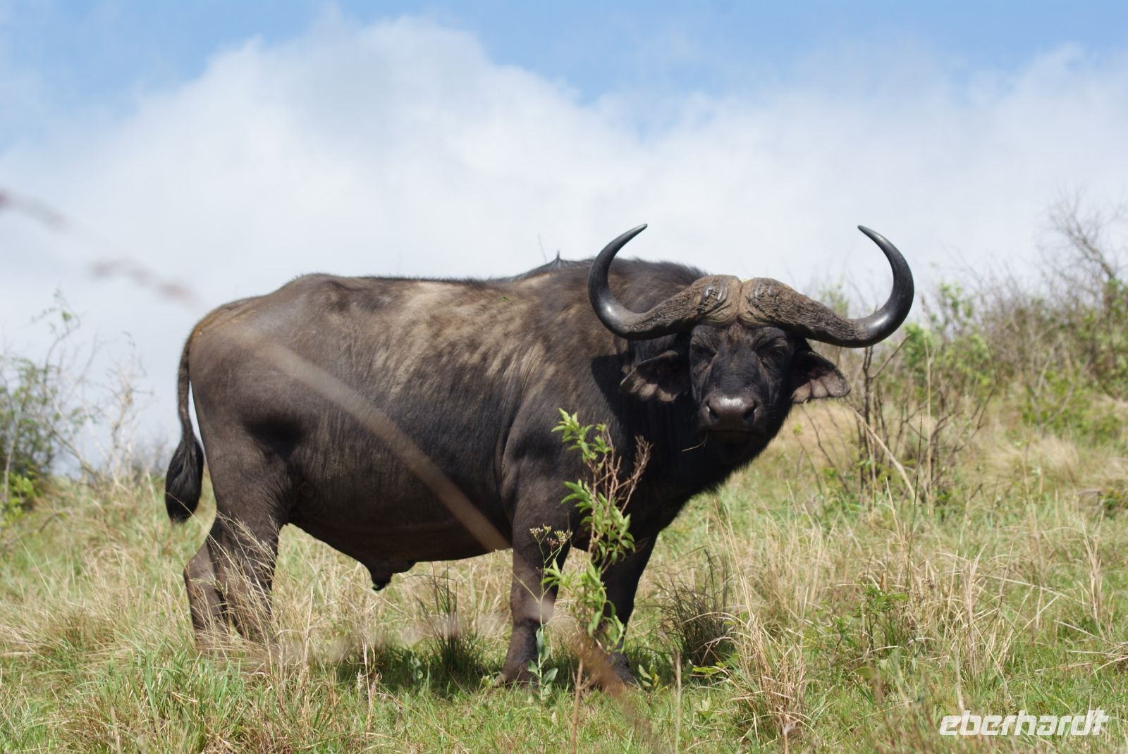 133 Büffel im Hluhluwe Nationalpark
