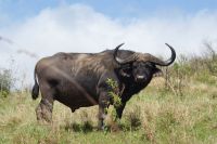 133 Büffel im Hluhluwe Nationalpark