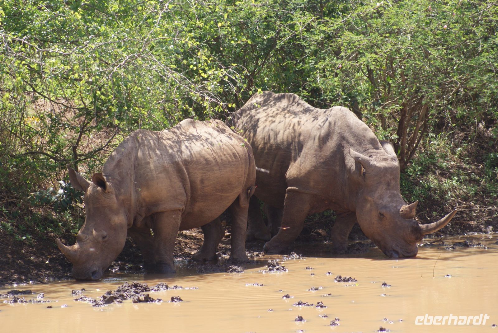 135 Breitmaulnashörner im Hluhluwe Nationalpark