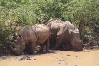 135 Breitmaulnashörner im Hluhluwe Nationalpark