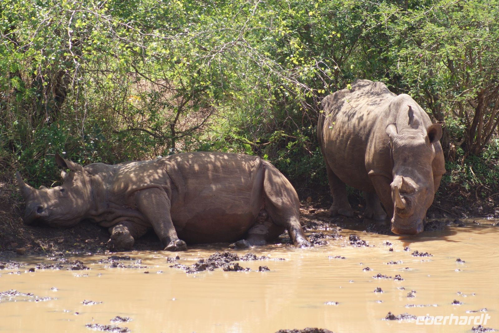 136 Breitmaulnashörner im Hluhluwe Nationalpark