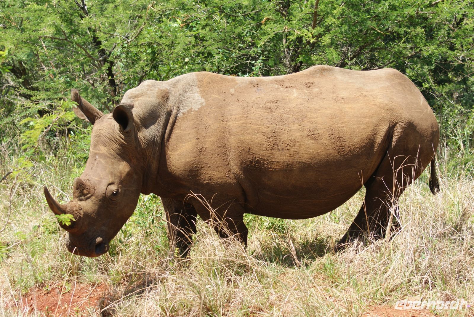 137 Breitmaulnashörner im Hluhluwe Nationalpark