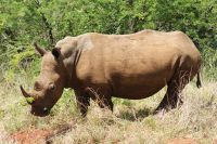 137 Breitmaulnashörner im Hluhluwe Nationalpark