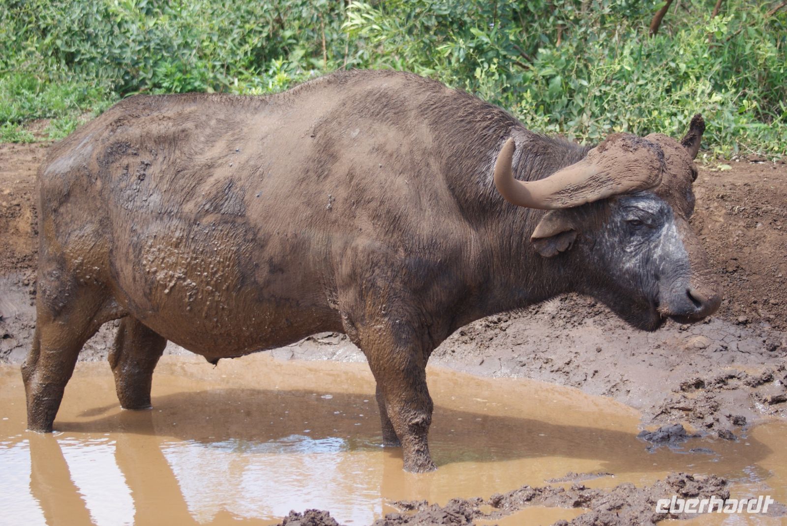 138 Büffel  im Hluhluwe Nationalpark