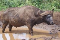 138 Büffel  im Hluhluwe Nationalpark