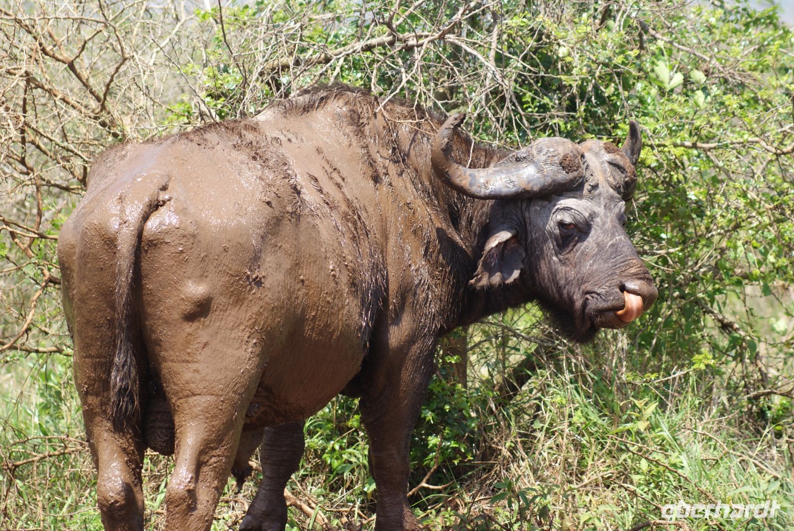 139 Büffel  im Hluhluwe Nationalpark