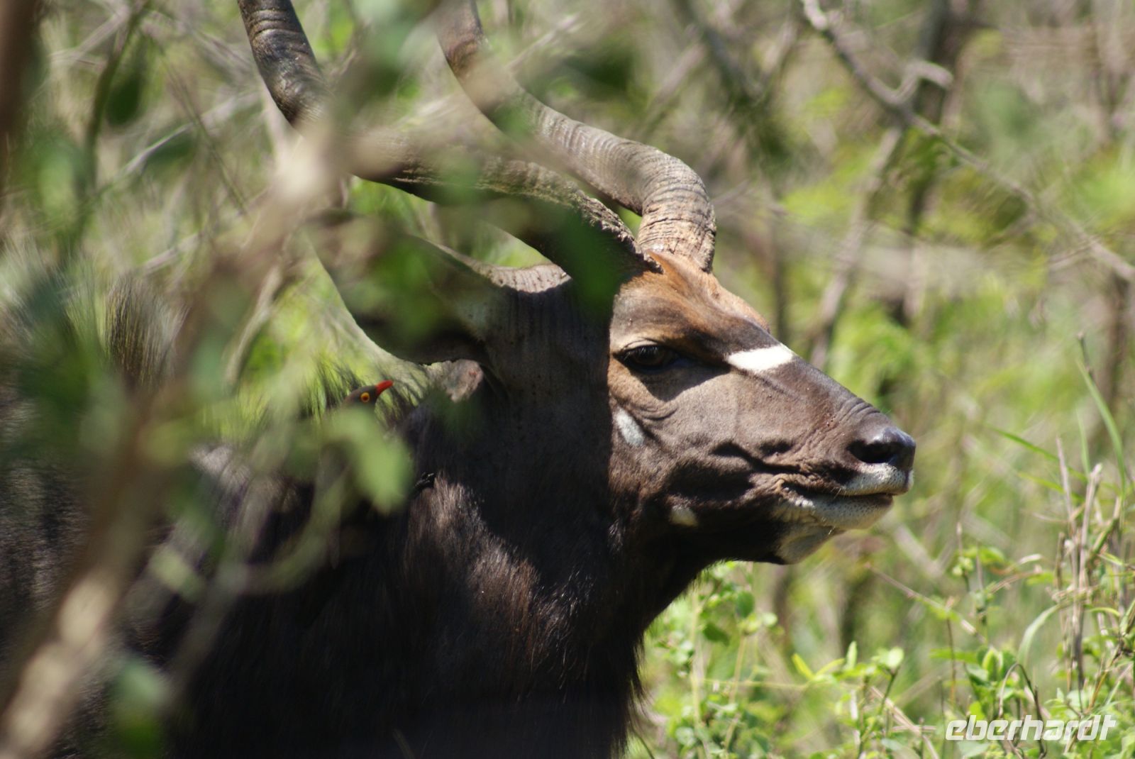 140 Nyala  im Hluhluwe Nationalpark