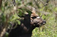 140 Nyala  im Hluhluwe Nationalpark