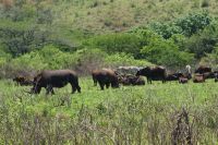 142 Hluhluwe Nationalpark