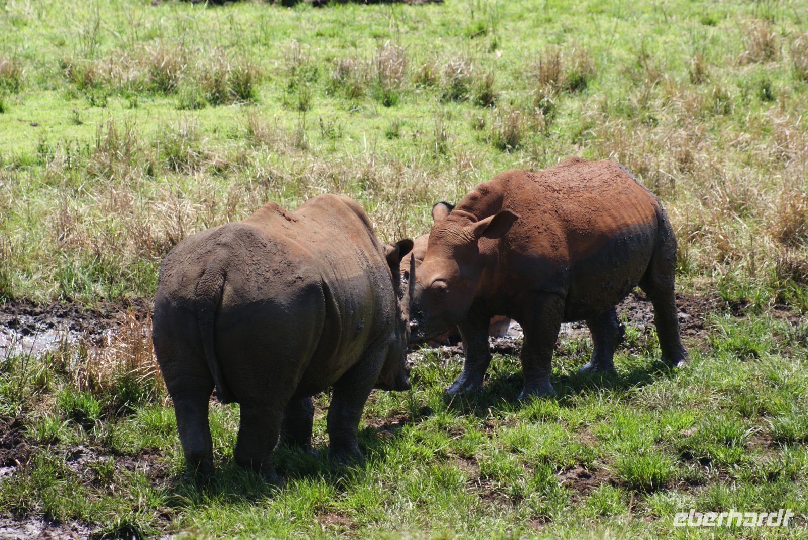 144 Hluhluwe Nationalpark