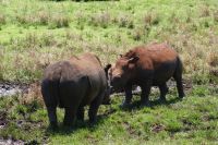 144 Hluhluwe Nationalpark