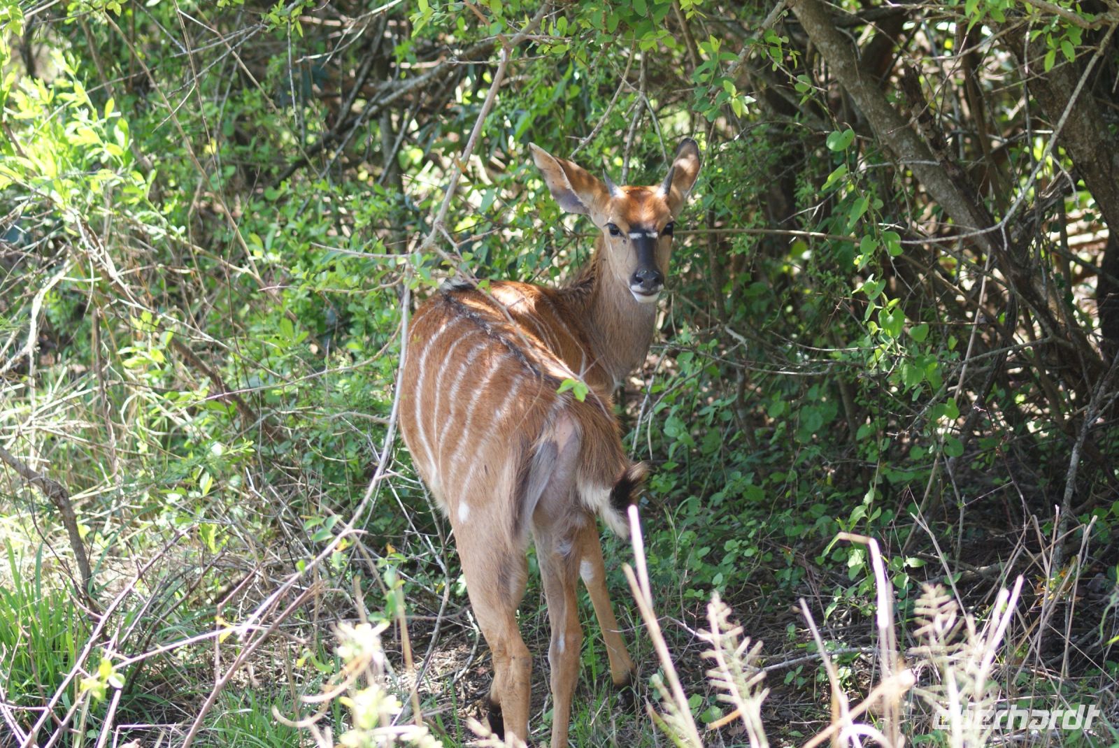 145 Hluhluwe Nationalpark