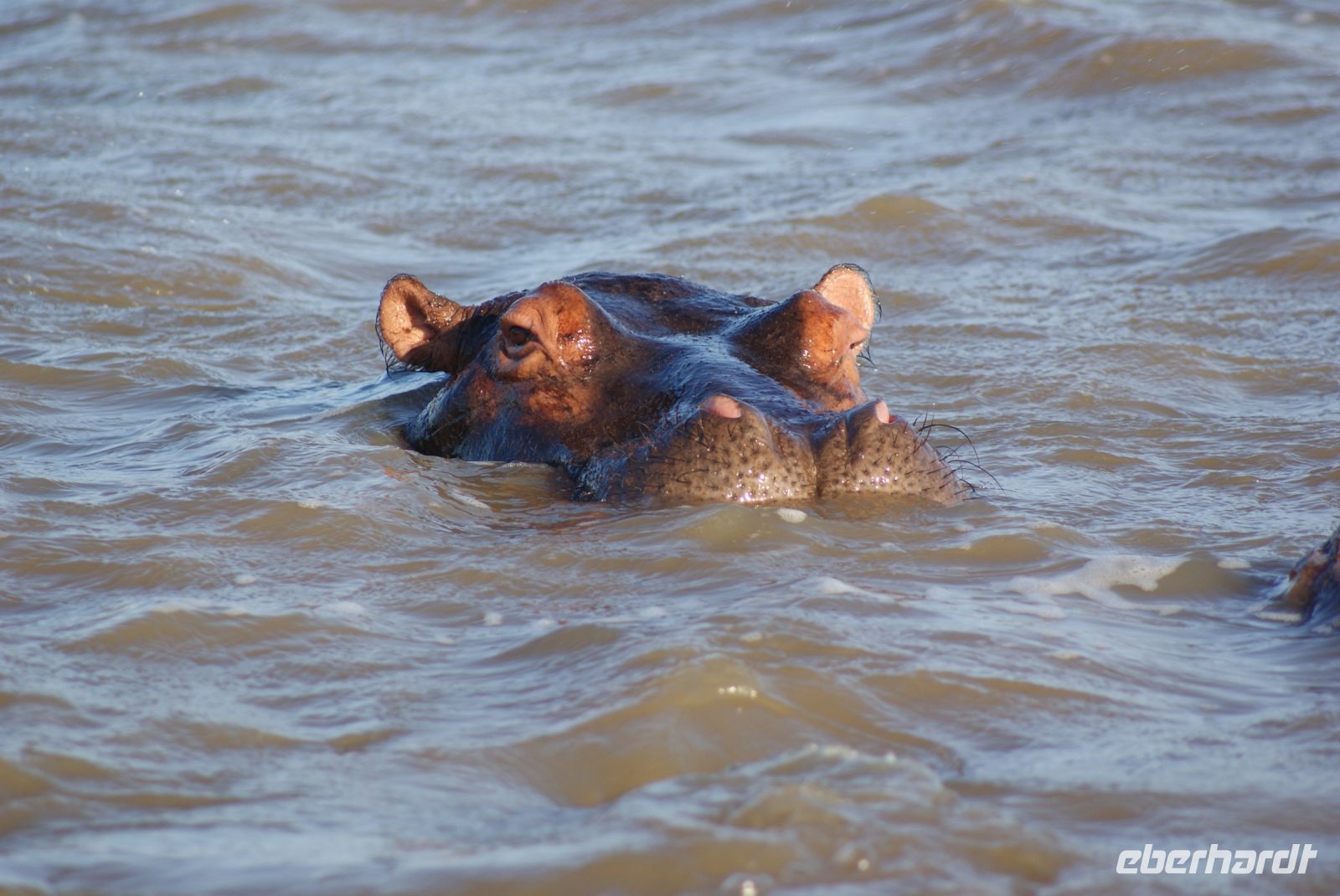 148 Hippos auf  Bootstour St. Lucia Seeausläufer