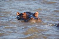 148 Hippos auf  Bootstour St. Lucia Seeausläufer