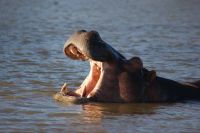 153 Hippos St. Lucia