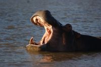 154 Hippos St. Lucia