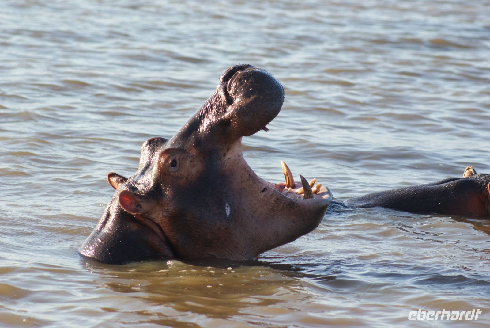 156 Hippos St. Lucia