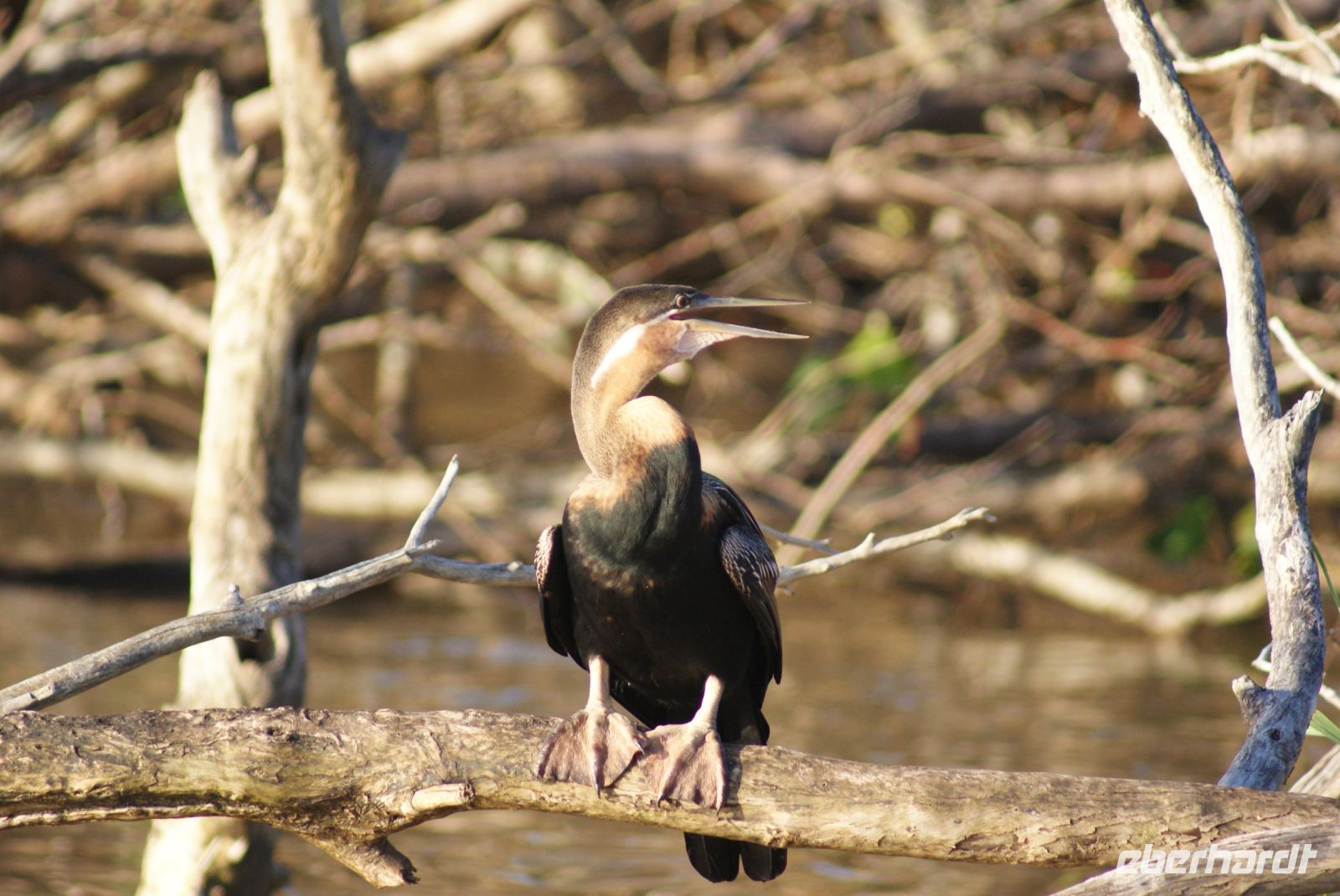 157 Schlangenhalsvogel