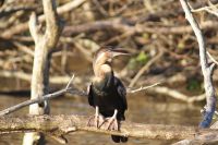 157 Schlangenhalsvogel