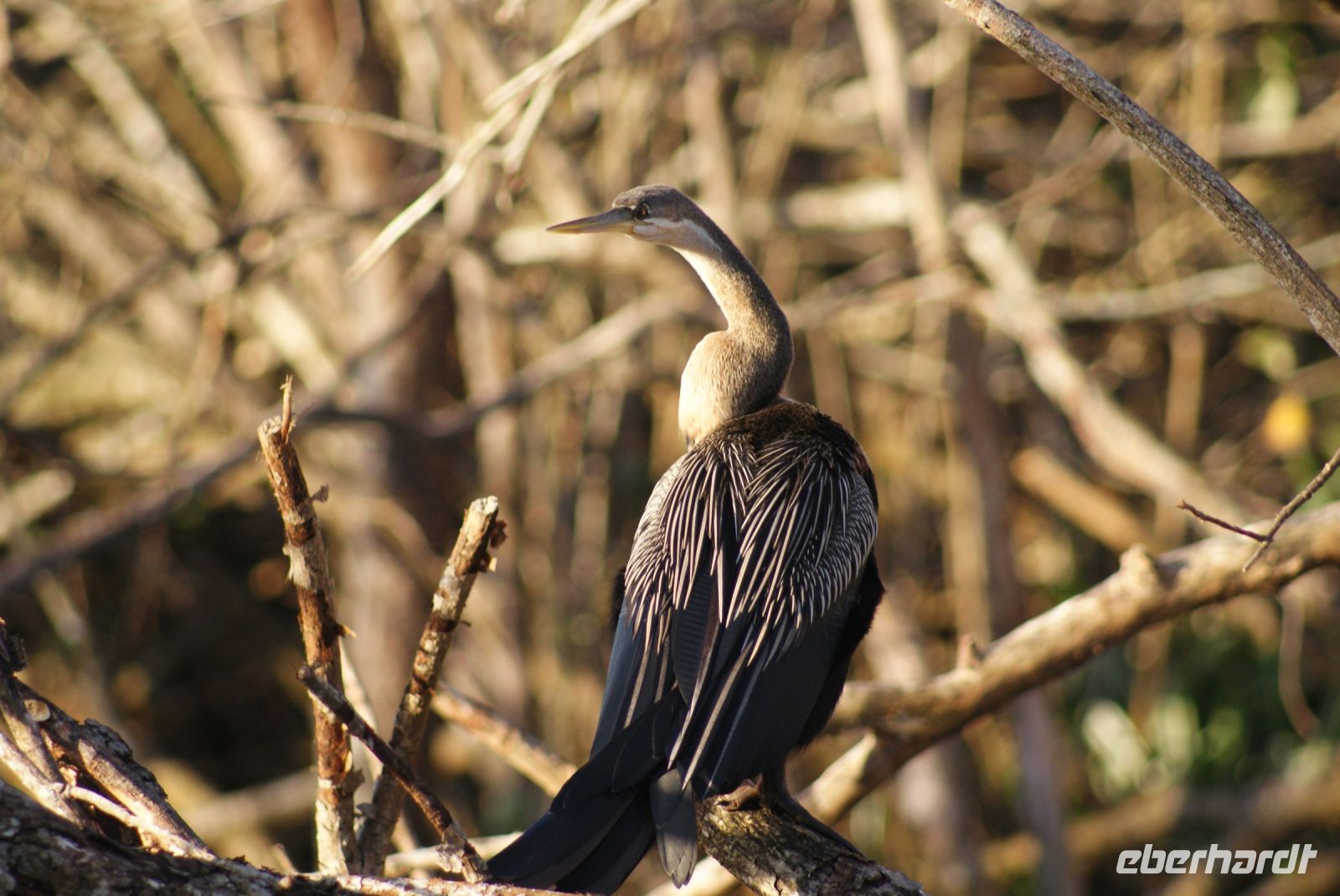 158 Schlangenhalsvogel
