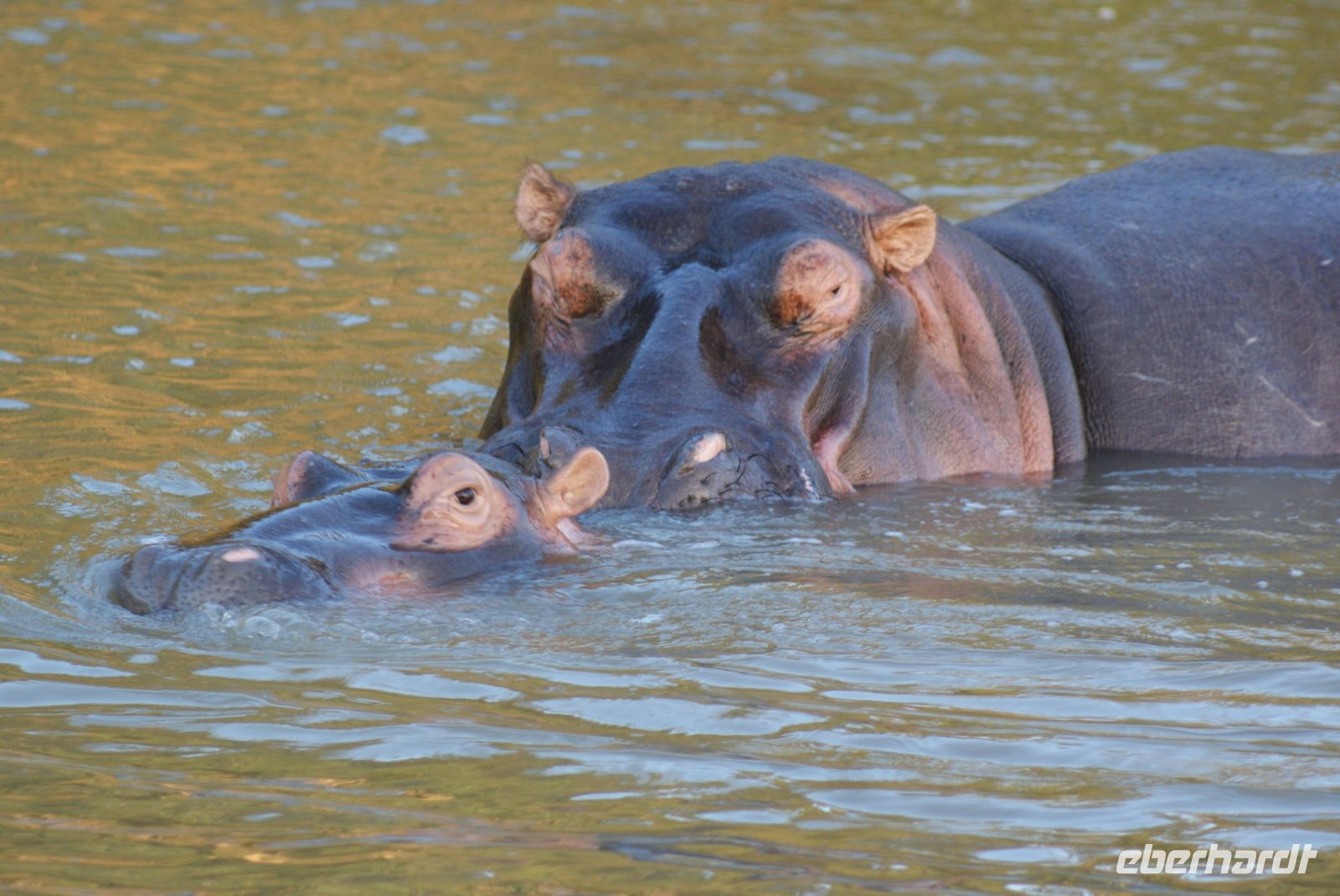 160 Hippos St. Lucia