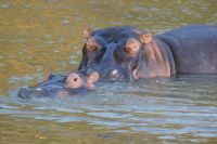 160 Hippos St. Lucia