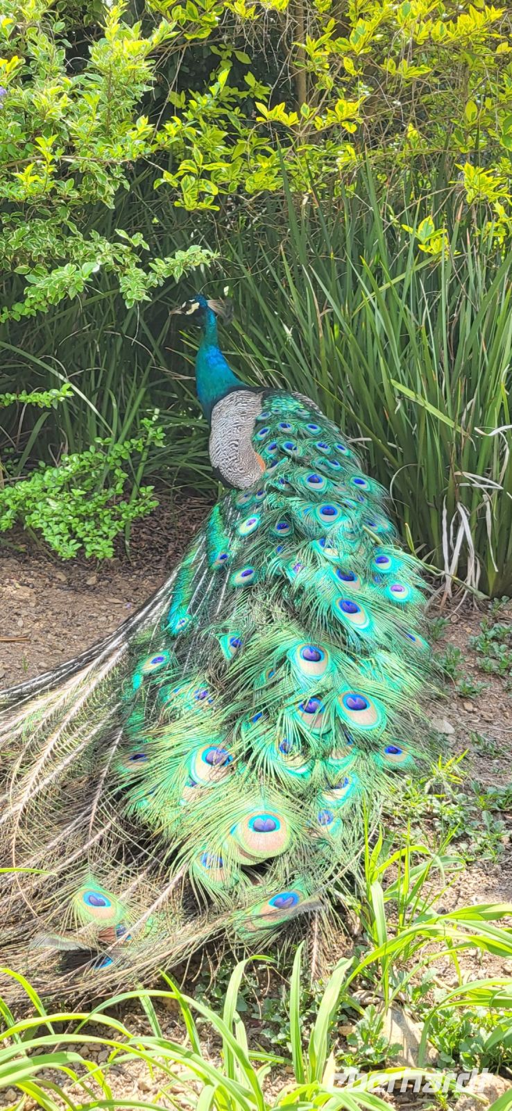 180 Pfau im schönen Kleid