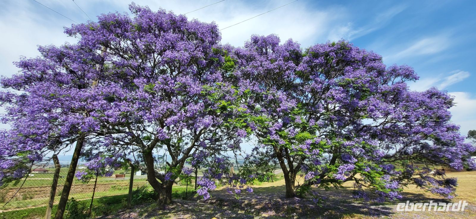 182 wunderschöne Jacaranda