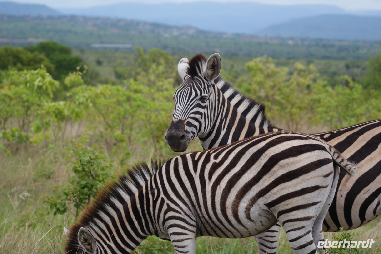 204 Zebras im Krüger Park