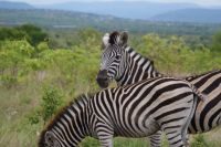 204 Zebras im Krüger Park
