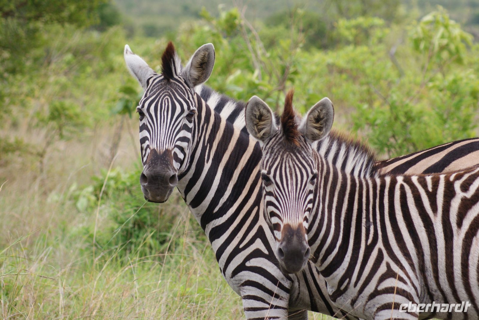 205 Zebras im Krüger Park