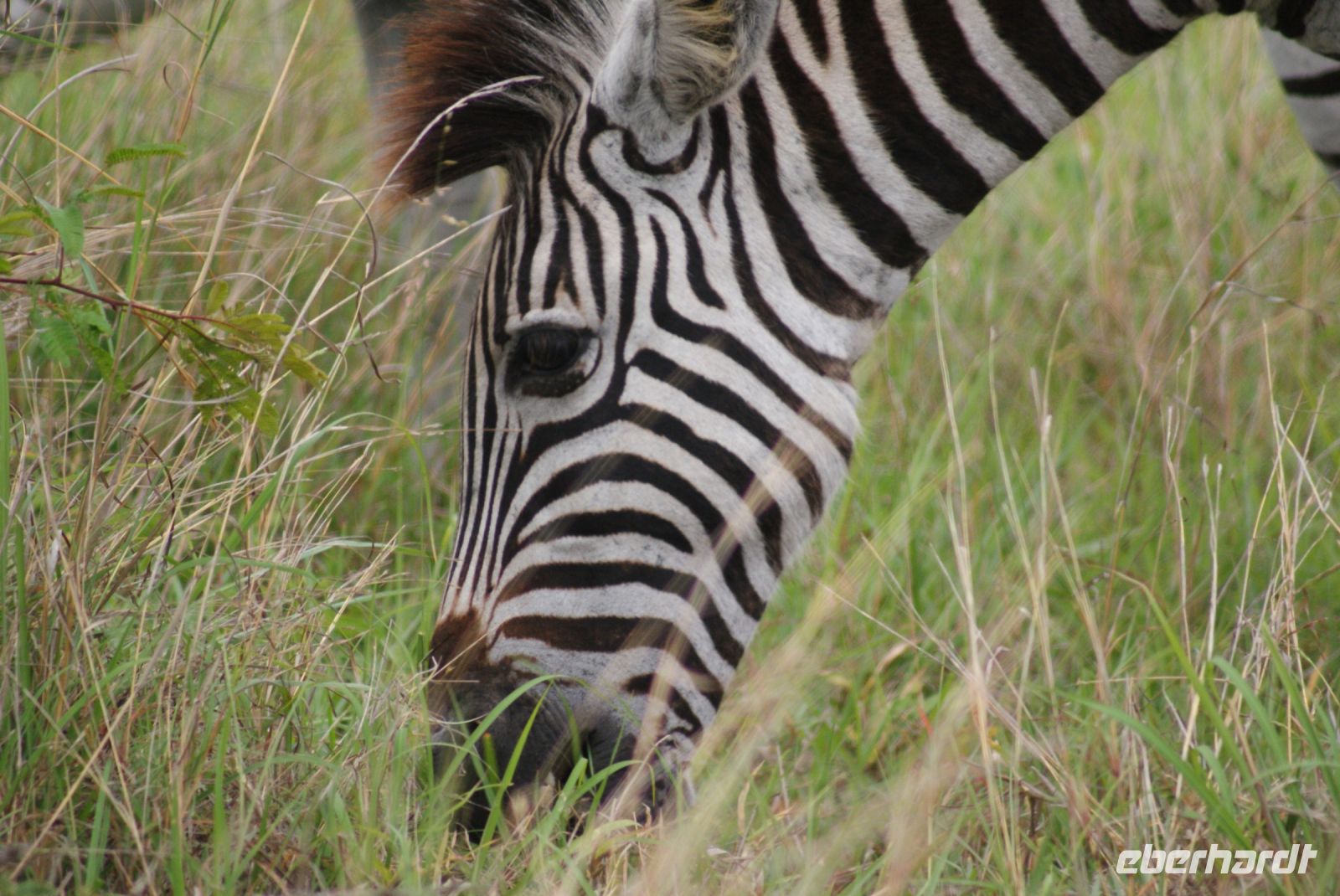 206 Zebras im Krüger Park