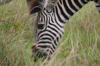206 Zebras im Krüger Park