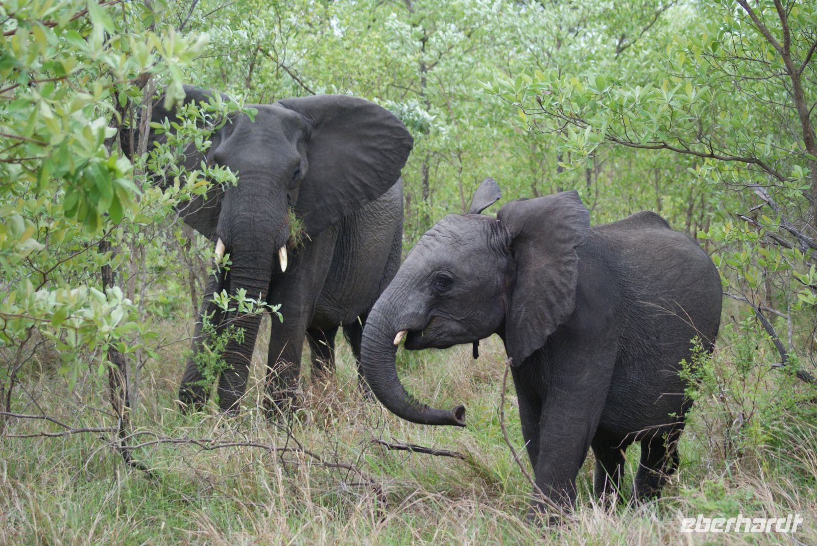 207 Elefanten im Krüger Park