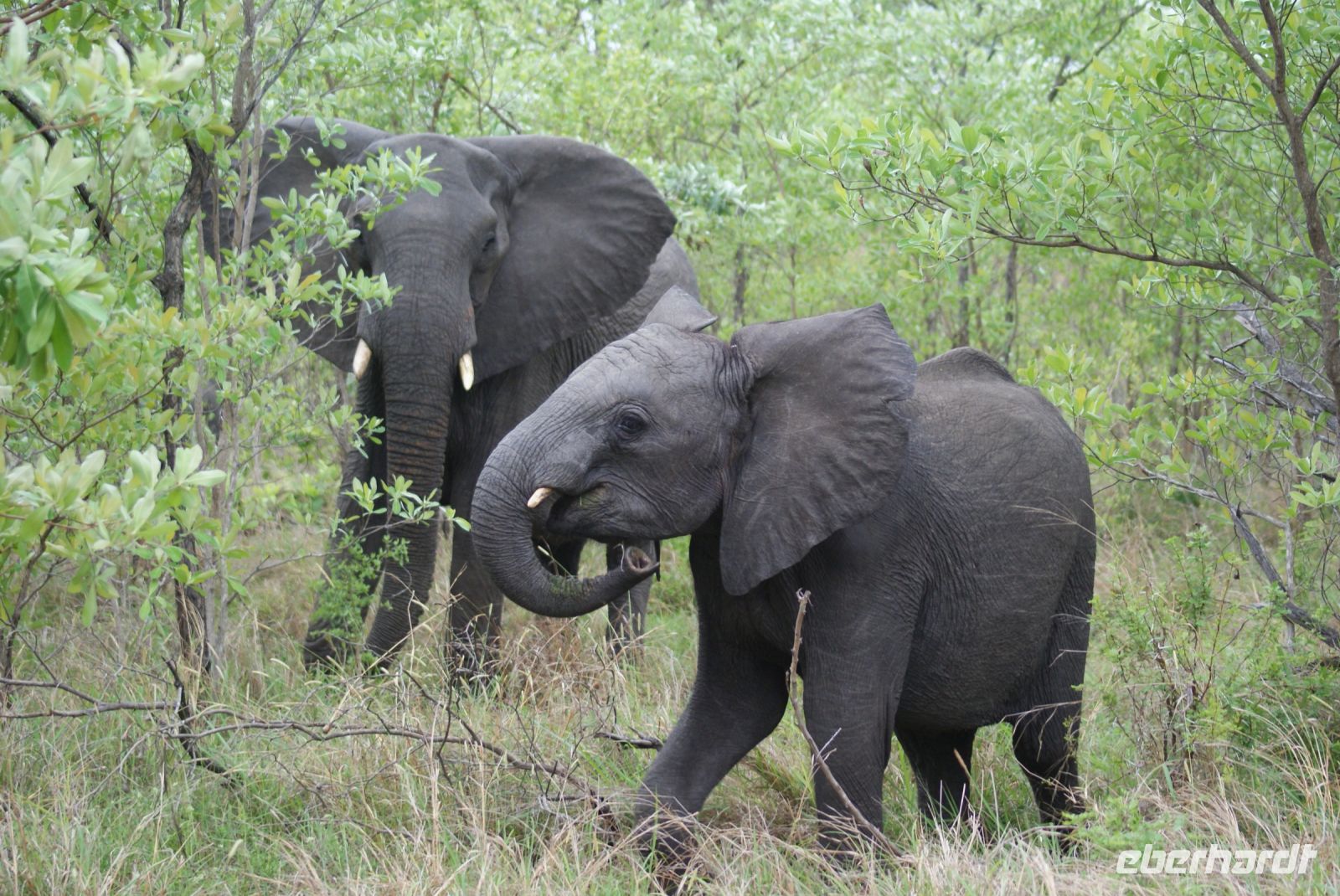 208 Elefanten im Krüger Park