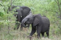 208 Elefanten im Krüger Park