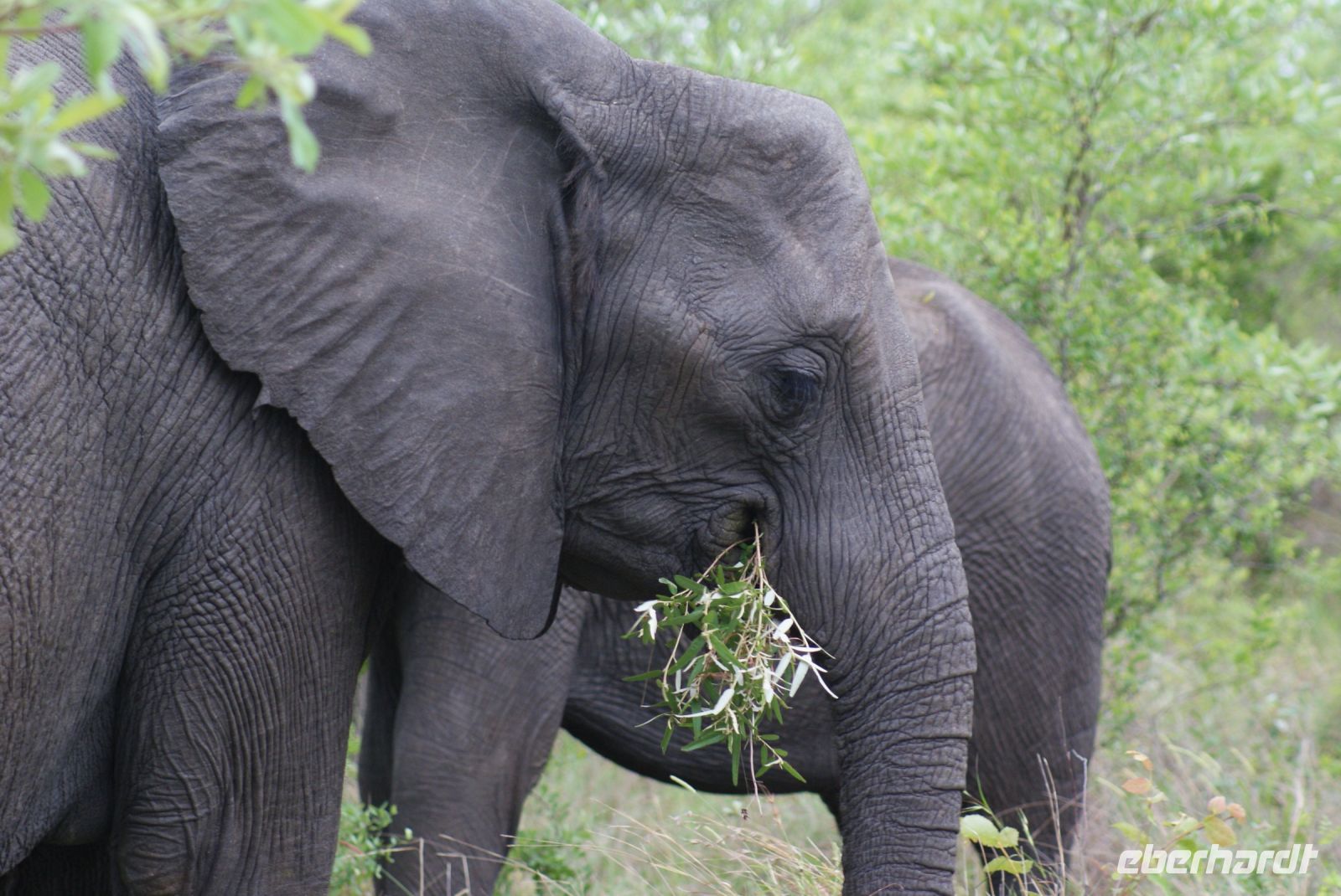 209 Elefanten im Krüger Park