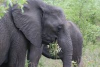 209 Elefanten im Krüger Park