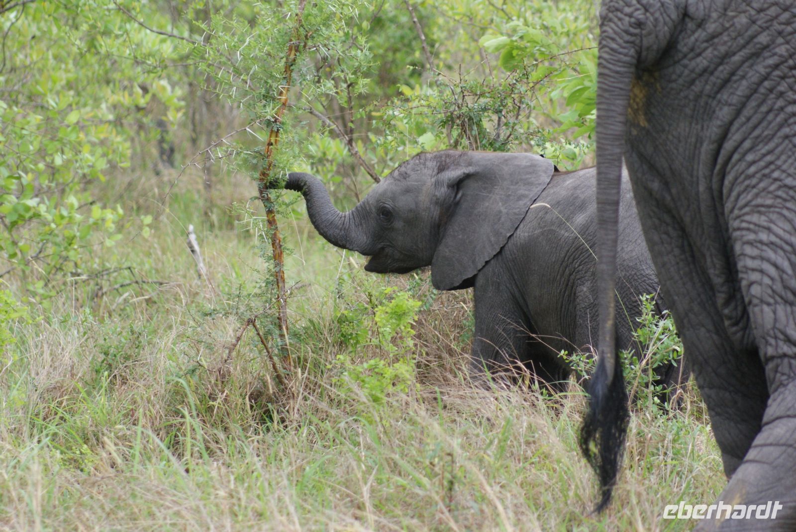 210 Elefanten im Krüger Park
