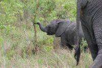 210 Elefanten im Krüger Park