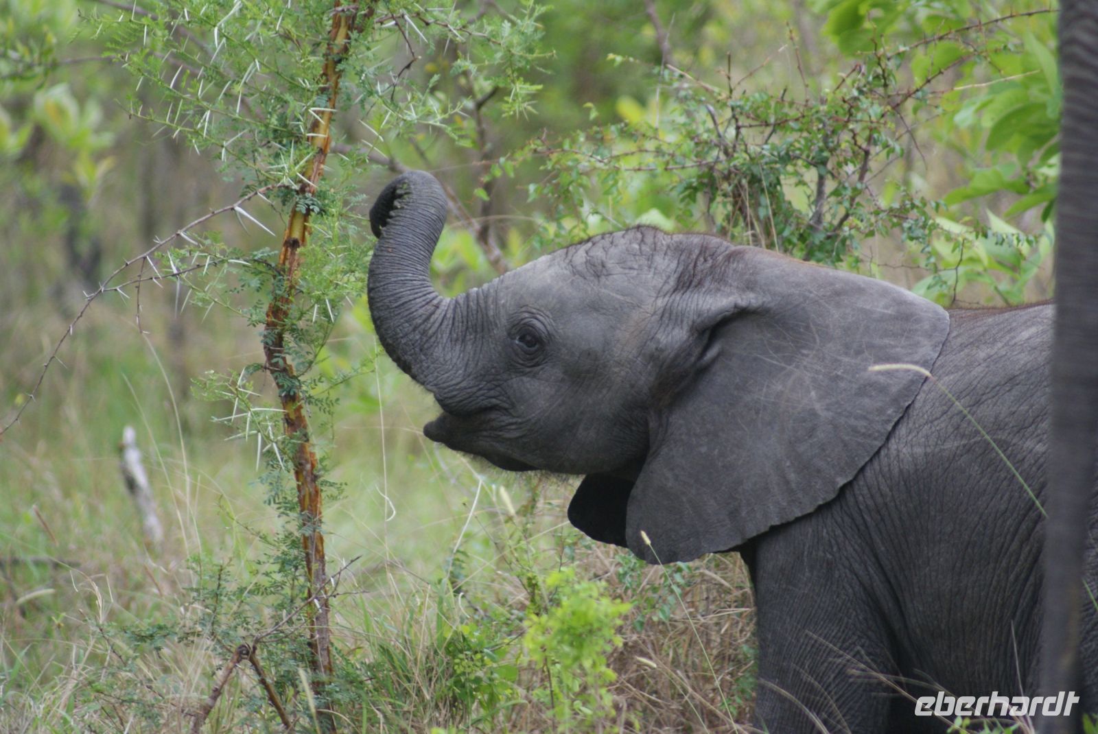211 Elefanten im Krüger Park