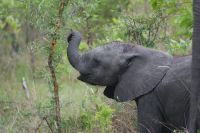 211 Elefanten im Krüger Park